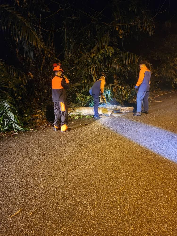 OPERASI ADUAN POKOK TUMBANG