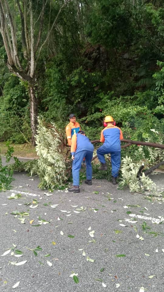 OPERASI ADUAN POKOK TUMBANG