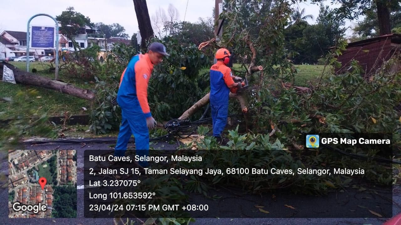 OPERASI ADUAN POKOK TUMBANG