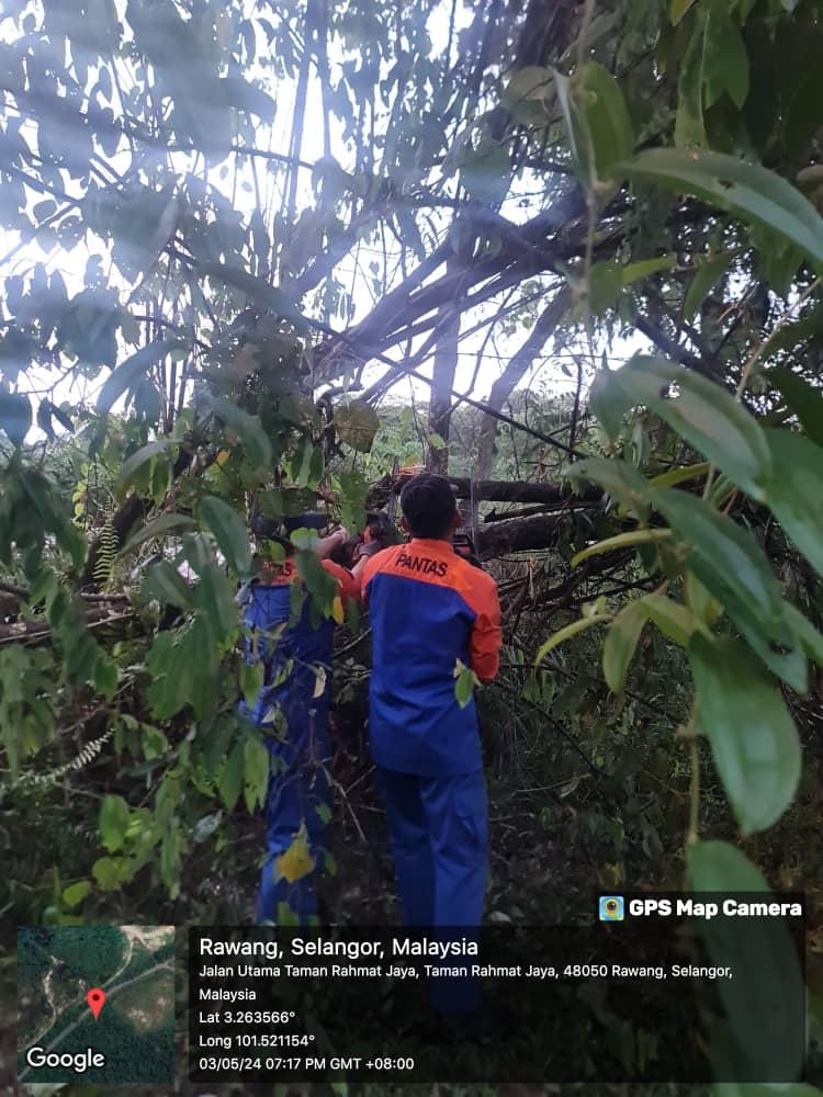 ADUAN POKOK TUMBANG