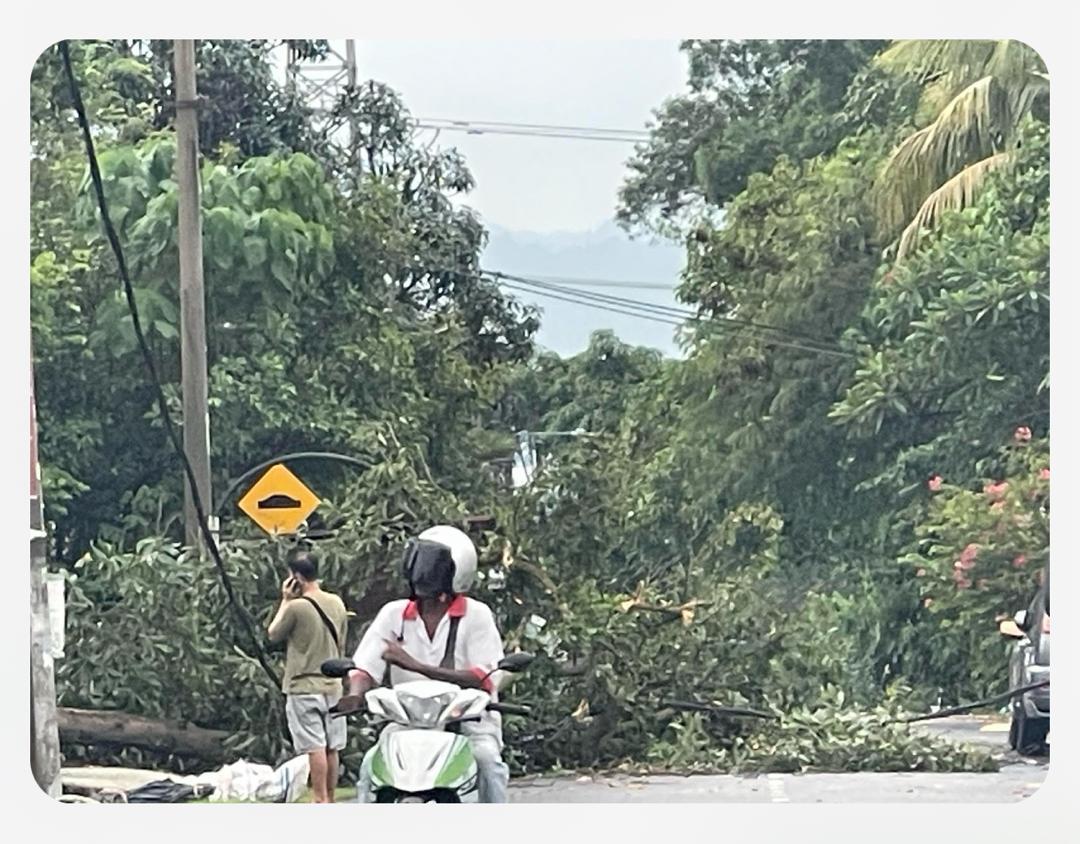 OPERASI ADUAN POKOK TUMBANG