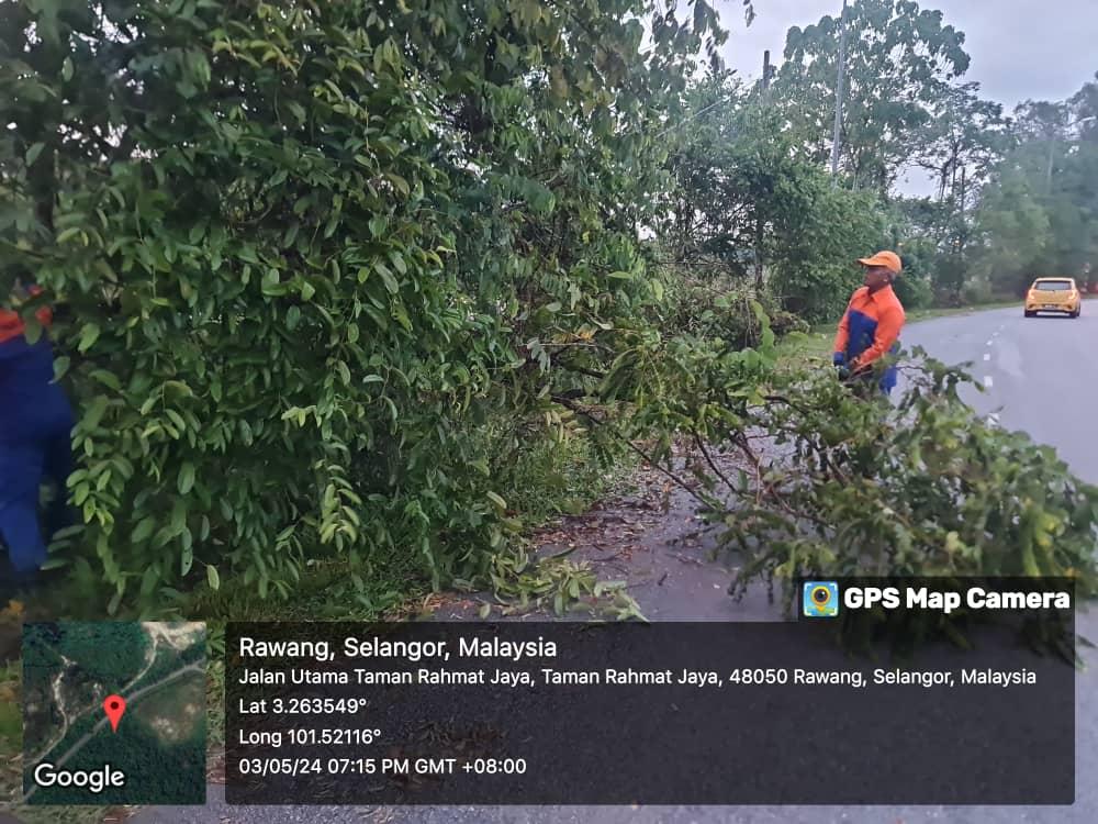 ADUAN POKOK TUMBANG