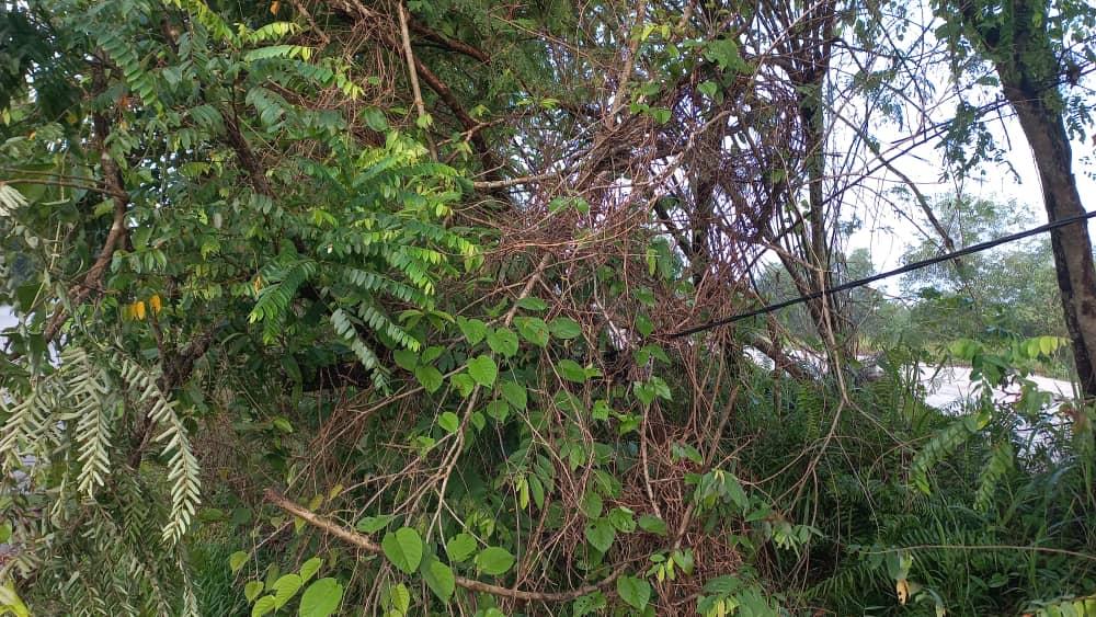 ADUAN POKOK TUMBANG