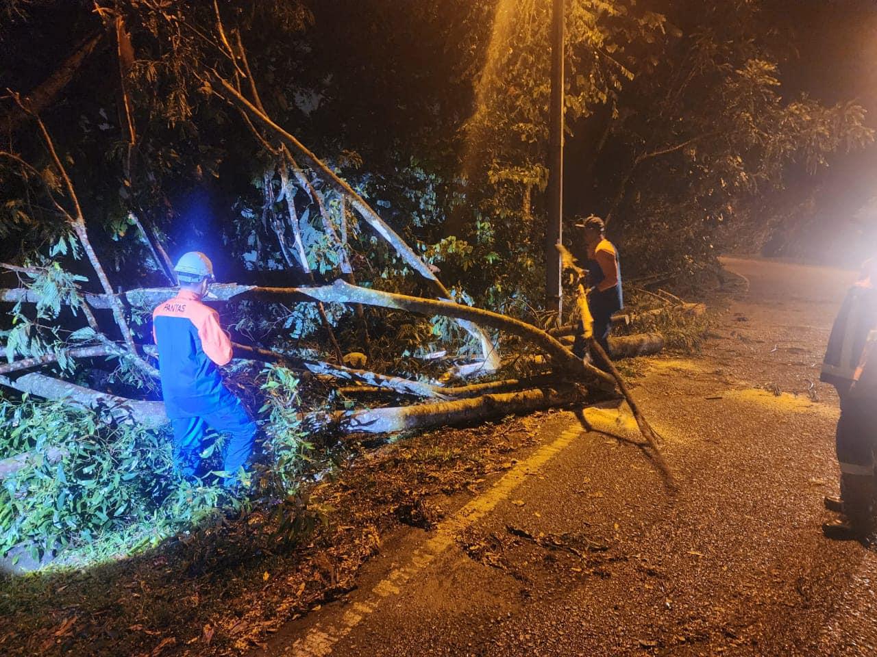 OPERASI ADUAN POKOK TUMBANG