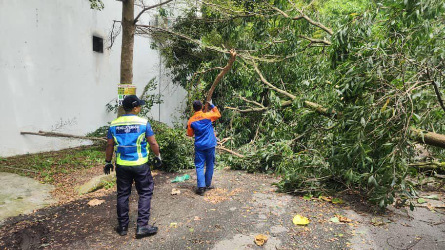 OPERASI ADUAN POKOK TUMBANG