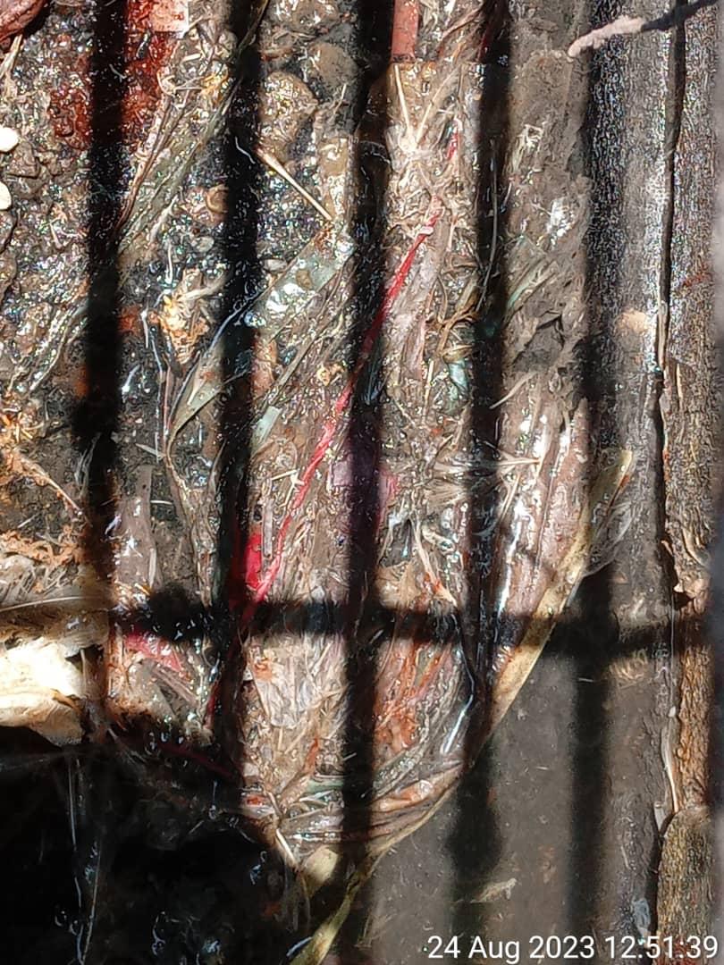 Kilang Sembelihan dan Memproses Ayam Diarah Tutup